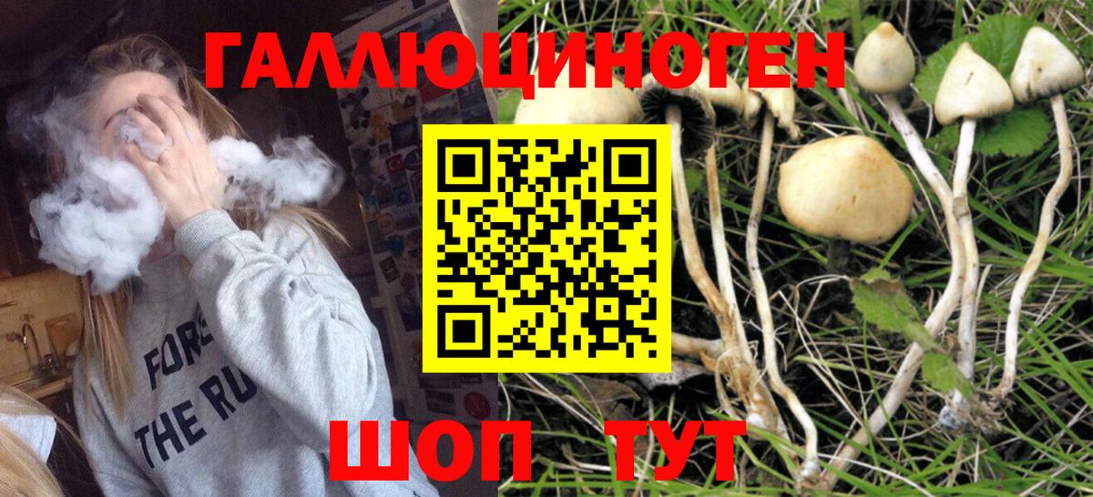 Котовск  магазин    Вход с VPN  Галлюциногенные грибы Cubensis 