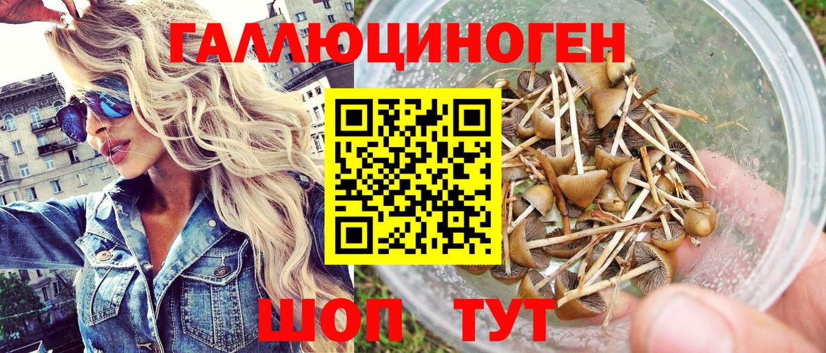 Галлюциногенные грибы Psilocybe Котовск